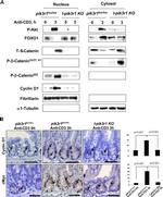 Cyclin D1 Antibody in Immunohistochemistry (IHC)