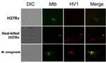 HVCN1 Antibody in Immunocytochemistry (ICC/IF)