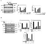 Phospho-AKT1 (Ser473) Antibody in Western Blot (WB)
