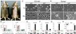CD140a (PDGFRA) Antibody in Flow Cytometry (Flow)