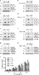 CD253 (TRAIL) Antibody in Neutralization (Neu)