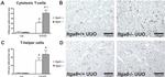 CD4 Antibody in Immunohistochemistry, Immunohistochemistry (Paraffin) (IHC, IHC (P))