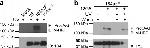 CD184 (CXCR4) Antibody in Western Blot, Neutralization (WB, Neu)