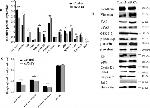Phospho-beta Catenin (Ser715) Antibody in Western Blot (WB)