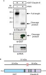 Claudin 8 Antibody in Western Blot (WB)