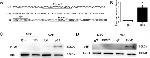 NFkB p65 Antibody in Immunoprecipitation (IP)