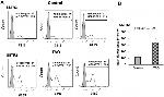 SSTR2 Antibody in Flow Cytometry (Flow)