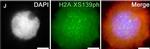 Guinea Pig IgG (H+L) Highly Cross-Adsorbed Secondary Antibody in Immunocytochemistry (ICC/IF)