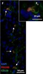 Rat IgG (H+L) Cross-Adsorbed Secondary Antibody in Immunohistochemistry (IHC)