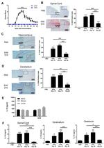 CD45 Antibody in Immunohistochemistry (Frozen) (IHC (F))