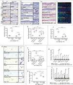 CD11b Antibody in Immunohistochemistry (IHC)