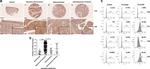 CD109 Antibody in Flow Cytometry (Flow)