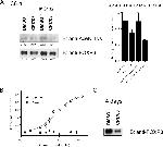 FOXP3 Antibody in Western Blot, Immunoprecipitation (WB, IP)