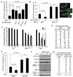 Lymphotoxin beta Receptor Antibody in Functional Assay (FN)