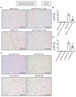Ly-6G/Ly-6C Antibody in Immunohistochemistry (IHC)