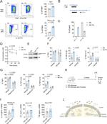IL-1 beta (Pro-form) Antibody in Flow Cytometry (Flow)