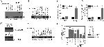 IL-17A Antibody in Functional Assay (FN)