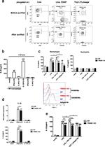 TREM1 Monoclonal Antibody (L5-B8.2A12.3A12)