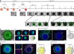 Cardiac Troponin T Antibody in Immunocytochemistry (ICC/IF)