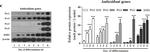 Mouse IgG Fc Cross-Adsorbed Secondary Antibody in Western Blot (WB)