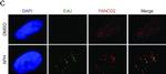 Rabbit IgG (H+L) Cross-Adsorbed Secondary Antibody in Immunocytochemistry (ICC/IF)