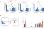CD45R (B220) Antibody in Flow Cytometry (Flow)
