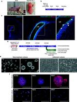 Musashi-1 Antibody in Immunocytochemistry (ICC/IF)