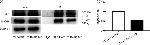 CD284 (TLR4) Antibody in Western Blot (WB)