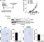 CD31 Antibody in Immunohistochemistry (IHC)