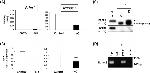 PTBP1 Antibody in Western Blot, Immunoprecipitation, RNA Immunoprecipitation (WB, IP, RIP)