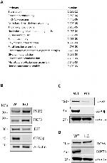 PKP2 Antibody in Western Blot (WB)