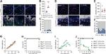 CD11c Antibody in Immunohistochemistry (IHC)