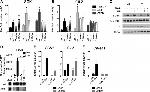 Glucocorticoid Receptor Antibody in ChIP Assay (ChIP)