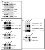 JNK3 Antibody in Western Blot, Immunoprecipitation (WB, IP)