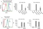 OVA257-264 (SIINFEKL) peptide bound to H-2Kb Antibody in Flow Cytometry (Flow)