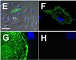 Rat IgM (Heavy chain) Cross-Adsorbed Secondary Antibody in Immunocytochemistry (ICC/IF)