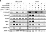 Rabbit IgG (H+L) Cross-Adsorbed Secondary Antibody in Western Blot (WB)
