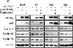 Rabbit IgG (H+L) Cross-Adsorbed Secondary Antibody in Western Blot (WB)