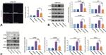 CD11b Antibody in Immunohistochemistry (IHC)