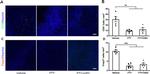 FOXP3 Antibody in Immunocytochemistry, Immunohistochemistry (ICC/IF, IHC)
