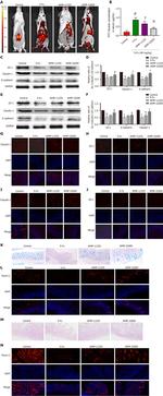 Claudin 1 Antibody in Western Blot, Immunohistochemistry (WB, IHC)