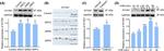 HRD1 Antibody in Immunohistochemistry (IHC)
