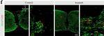 Rat IgG (H+L) Highly Cross-Adsorbed Secondary Antibody in Immunohistochemistry (IHC)