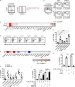 IL-25R (IL-17RB) Antibody in Flow Cytometry (Flow)