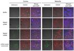 CD324 (E-Cadherin) Antibody in Immunohistochemistry (PFA fixed) (IHC (PFA))
