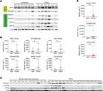 CD44var (v6) Antibody in Western Blot (WB)