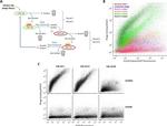 M13 phage coat protein g8p Antibody in Flow Cytometry (Flow)