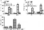 CD61 (Integrin beta 3) Antibody in Neutralization (Neu)