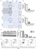 CD19 Antibody in Immunohistochemistry, Flow Cytometry (IHC, Flow)