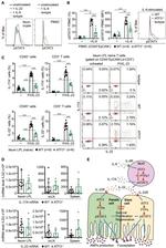 IL-22 Antibody in Flow Cytometry (Flow)